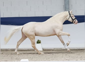 Poney de selle allemand, Étalon, 3 Ans, 147 cm, Cremello