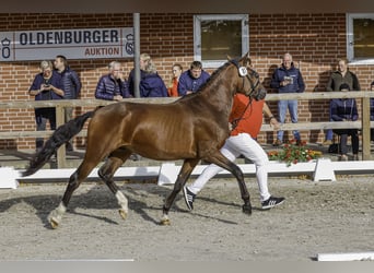 Poney de selle allemand, Étalon, 3 Ans, 148 cm, Bai