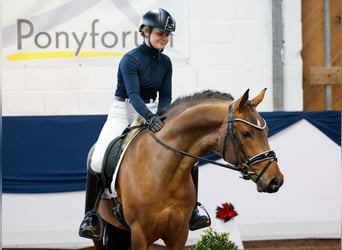 Poney de selle allemand, Étalon, 3 Ans, 148 cm, Bai