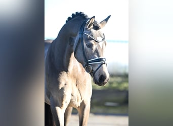 Poney de selle allemand, Étalon, 3 Ans, 148 cm, Buckskin