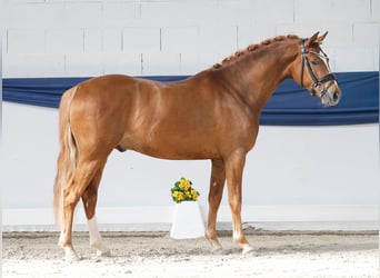 Poney de selle allemand, Étalon, 3 Ans, 148 cm, Isabelle