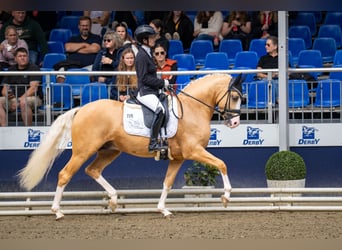 Poney de selle allemand, Étalon, 3 Ans, 148 cm, Palomino