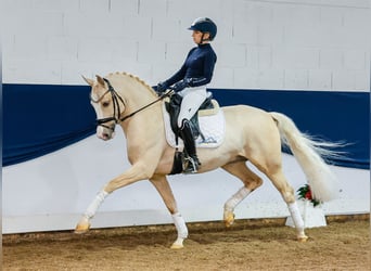 Poney de selle allemand, Étalon, 3 Ans, 148 cm, Palomino