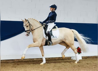 Poney de selle allemand, Étalon, 3 Ans, 148 cm, Palomino