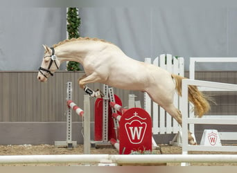 Poney de selle allemand, Étalon, 3 Ans, 148 cm, Perlino