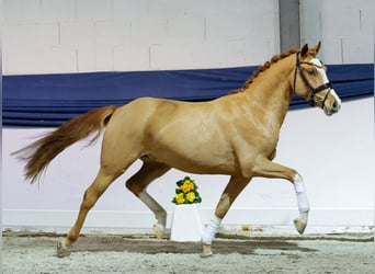 Poney de selle allemand, Étalon, 3 Ans, 149 cm, Alezan