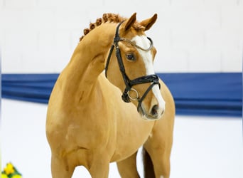Poney de selle allemand, Étalon, 3 Ans, 149 cm, Alezan