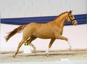 Poney de selle allemand, Étalon, 3 Ans, 149 cm, Alezan
