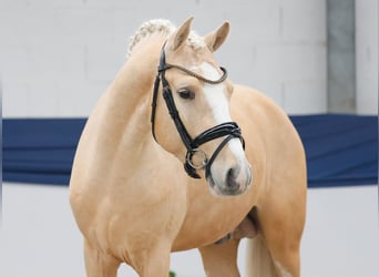 Poney de selle allemand, Étalon, 3 Ans, 149 cm, Palomino