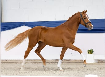 Poney de selle allemand, Étalon, 3 Ans, 150 cm, Alezan