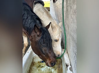 Poney de selle allemand, Étalon, 3 Ans, 150 cm, Bai