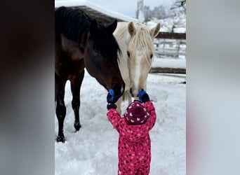 Poney de selle allemand, Étalon, 3 Ans, 150 cm, Bai