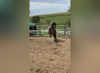 Poney de selle allemand, Étalon, 3 Ans, 150 cm, Bai