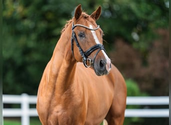 Poney de selle allemand, Étalon, 3 Ans, 151 cm, Alezan