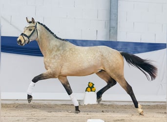 Poney de selle allemand, Étalon, 3 Ans, 151 cm, Isabelle