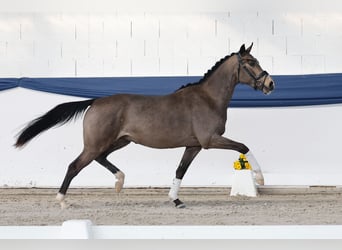 Poney de selle allemand, Étalon, 3 Ans, 151 cm, Isabelle