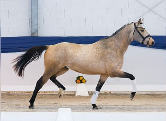 Poney de selle allemand, Étalon, 3 Ans, 151 cm, Isabelle