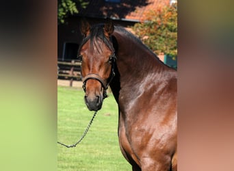Poney de selle allemand, Étalon, 3 Ans, 153 cm, Bai