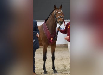 Poney de selle allemand, Étalon, 3 Ans, 153 cm, Bai