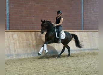 Poney de selle allemand Croisé, Étalon, 3 Ans, 154 cm, Bai brun