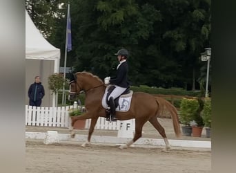 Poney de selle allemand, Étalon, 3 Ans, Alezan
