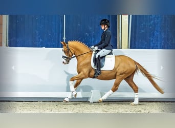 Poney de selle allemand, Étalon, 3 Ans, Alezan