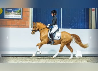 Poney de selle allemand, Étalon, 3 Ans, Alezan