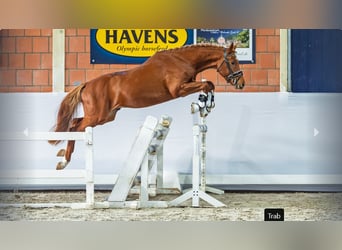 Poney de selle allemand, Étalon, 3 Ans, Alezan