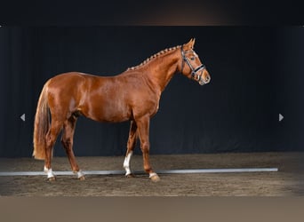 Poney de selle allemand, Étalon, 3 Ans, Alezan