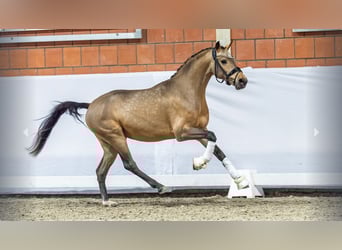 Poney de selle allemand, Étalon, 3 Ans, Buckskin
