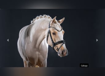 Poney de selle allemand, Étalon, 3 Ans, Palomino