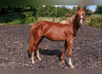 Poney de selle allemand, Étalon, 4 Ans, 141 cm, Alezan brûlé