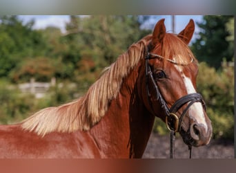 Poney de selle allemand, Étalon, 4 Ans, 141 cm, Alezan brûlé
