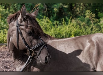 Poney de selle allemand, Étalon, 4 Ans, 143 cm, Grullo