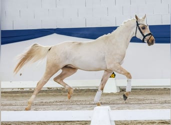 Poney de selle allemand, Étalon, 4 Ans, 145 cm, Palomino