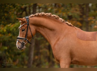 Poney de selle allemand, Étalon, 4 Ans, 146 cm, Alezan