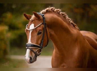 Poney de selle allemand, Étalon, 4 Ans, 146 cm, Alezan