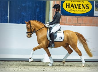 Poney de selle allemand, Étalon, 4 Ans, 146 cm, Alezan