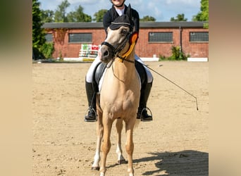 Poney de selle allemand, Étalon, 4 Ans, 146 cm, Palomino