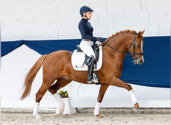Poney de selle allemand, Étalon, 4 Ans, 147 cm, Alezan
