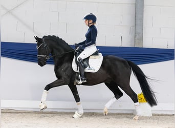 Poney de selle allemand, Étalon, 4 Ans, 147 cm, Noir