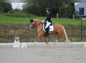 Poney de selle allemand, Étalon, 4 Ans, 147 cm, Palomino