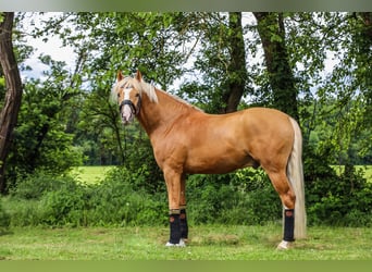 Poney de selle allemand, Étalon, 4 Ans, 147 cm, Palomino