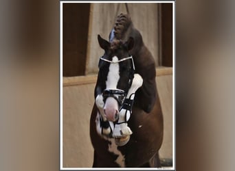 Poney de selle allemand, Étalon, 4 Ans, 148 cm, Alezan brûlé