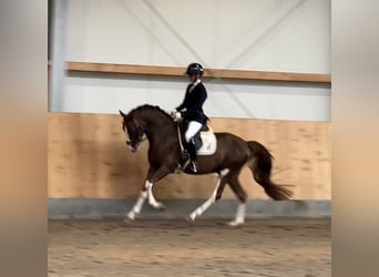 Poney de selle allemand, Étalon, 4 Ans, 148 cm, Alezan brûlé