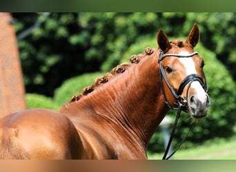 Poney de selle allemand, Étalon, 4 Ans, 148 cm, Alezan