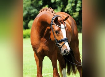 Poney de selle allemand, Étalon, 4 Ans, 148 cm, Alezan