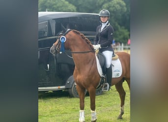 Poney de selle allemand, Étalon, 4 Ans, 148 cm, Alezan