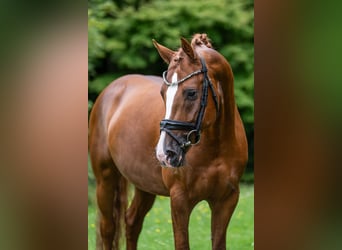 Poney de selle allemand, Étalon, 4 Ans, 148 cm, Alezan