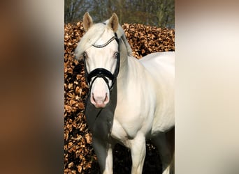 Poney de selle allemand, Étalon, 4 Ans, 148 cm, Cremello